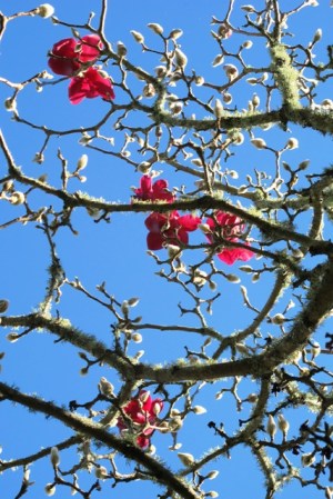 The first blooms on Magnolia Vulcan are the very best