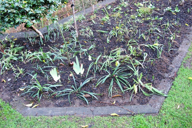 Planted - patience is now required as I wait for soil temperatures to rise