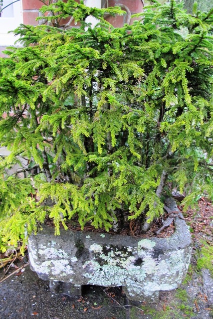 Mark calls it his Forest of Tane though these are Picea orientalis bonsai style in a small stone trough