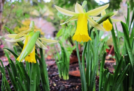 Spring must be getting close - dwarf Narcissus Twilight is opening