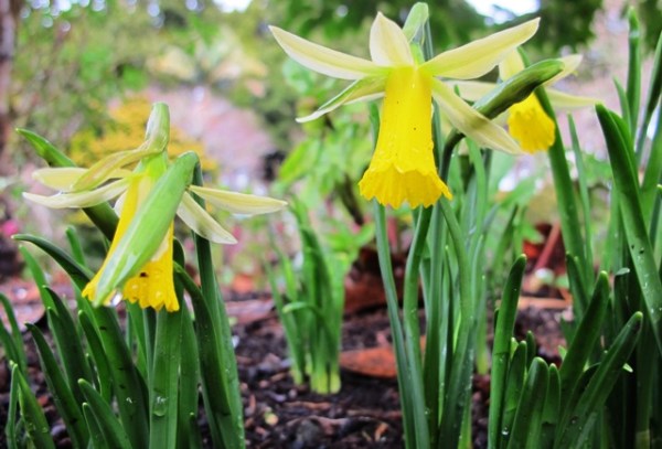 Spring must be getting close - dwarf Narcissus Twilight is opening