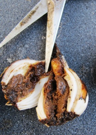 The offending narcissi fly larva to the right of the blade point