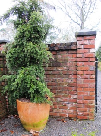 Large gardens need large pots - a weeping totara at our entranceway