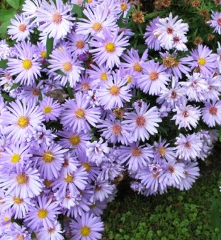 A carpet of blue asters in late summer and autumn