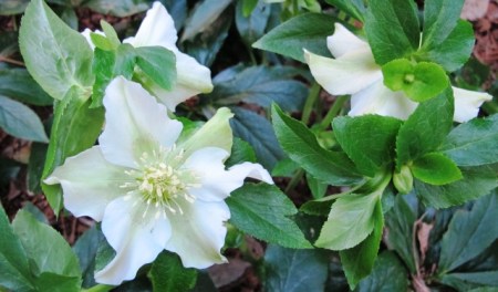 Helleborus orientalis - quiet and undemanding stars of winter