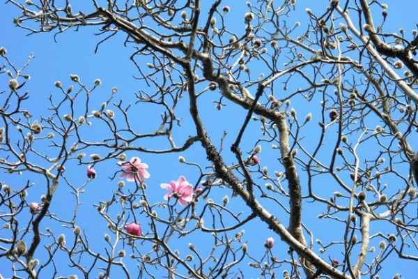 The very first flowers of the season on Magnolia campbellii