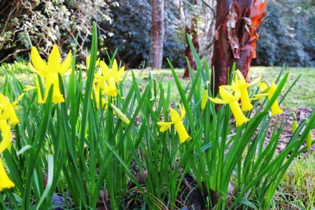 Narcissus cyclamineus at the base of Acer griseum