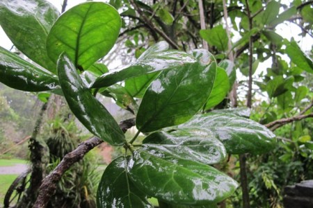 Pennantia baylisiana - just the one single plant has ever been found