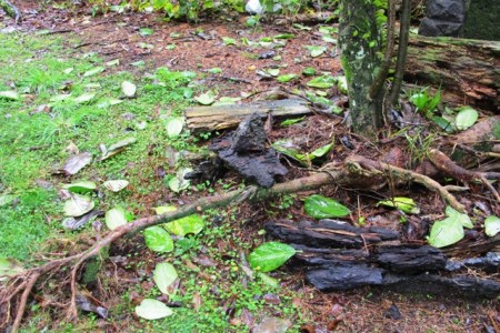 Our pennantia does not appear to be deep rooted - or it didn't appreciate recent strong winds