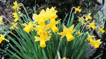 There is nothing subtle about the bright yellow of early narcissus