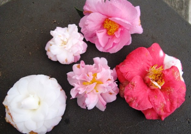 From these slightly blemished blooms...