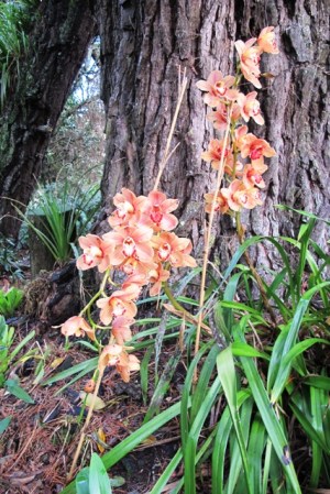 Cymbidium orchids in the woodland