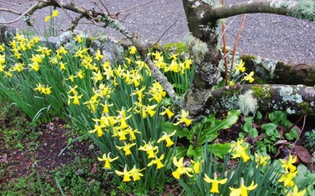 All the early narcissi are in flower