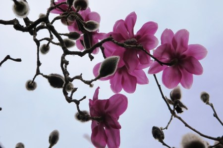 Magnolia Lanarth is coming into flower