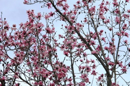 Magnolia campbellii in full flight this week