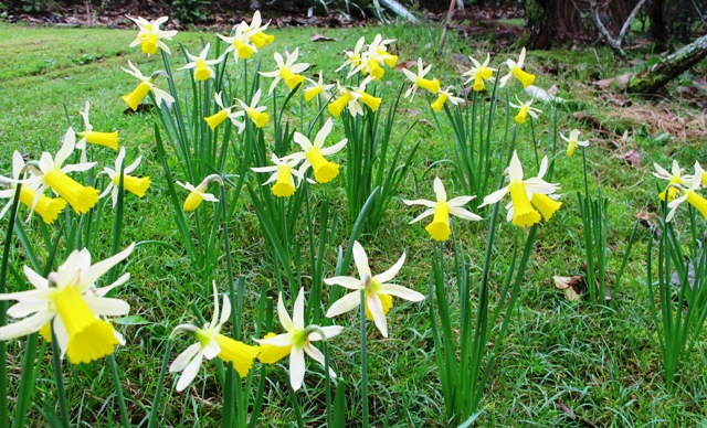 Narcissus Twilight naturalising well in our park