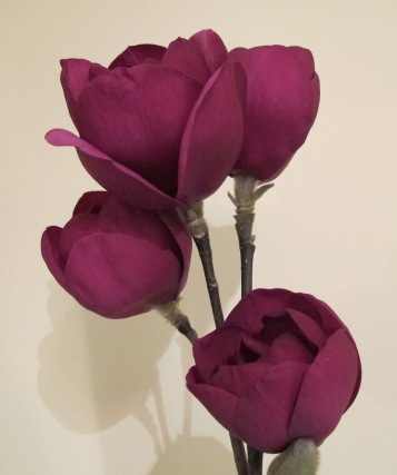 Magnolia Black Tulip