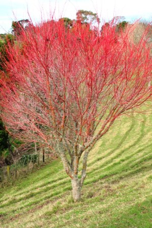 Acer Senkaki, as it is commonly referred to in NZ