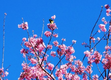 Perched on the very top - the dainty silvereye or tauhou