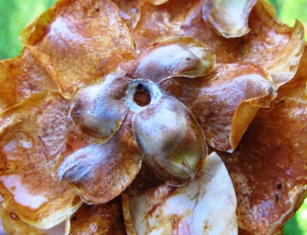 The white ring of death - camellia petal blight