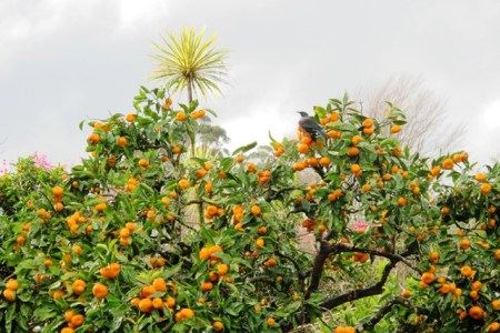 Winter colour on the mandarin tree - and food for tui