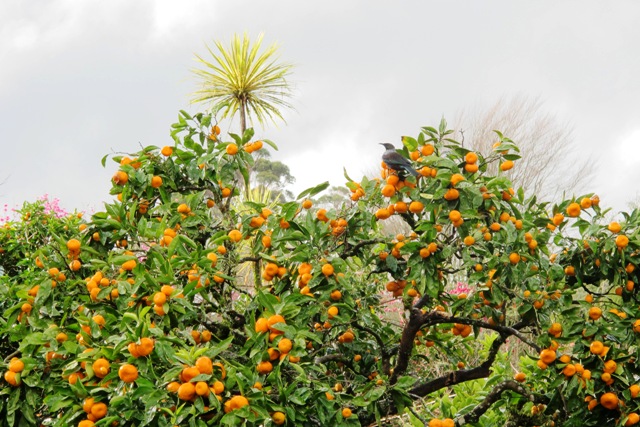 Winter colour on the mandarin tree - and food for tui
