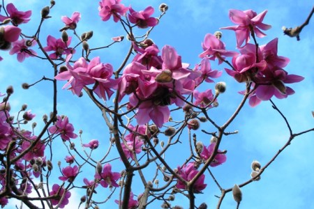 Lanarth again - at its best against our blue skies