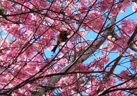 The shy bellbird or korimako 