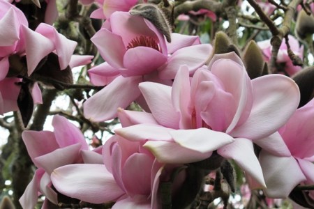 Magnolia Mark Jury - what else could it be?
