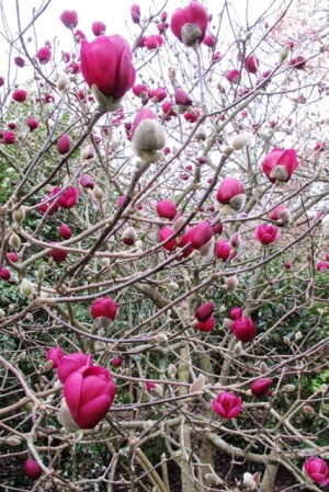 Baby Tulip - a small version of Black Tulip 