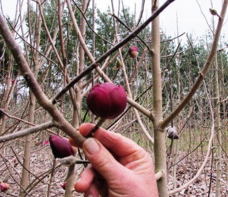 Or how about Bambino Tulip?