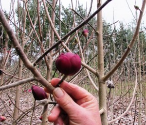 Or how about Bambino Tulip?