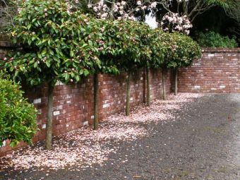 Fairy Magnolia Blush