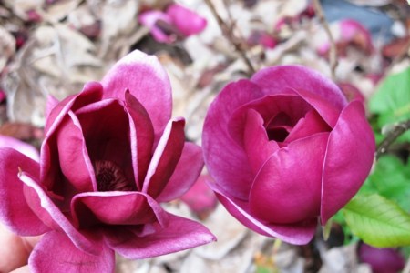 Genie to the left, our seedling to the right 