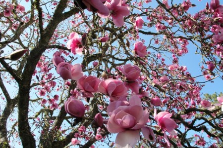 There is rather a lot of Iolanthe looking glorious