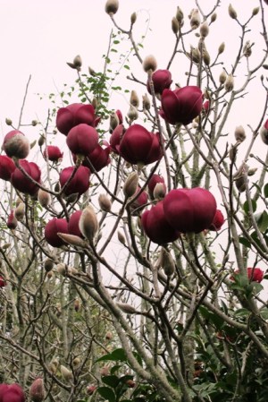 It's not Black Tulip, but it might as well be