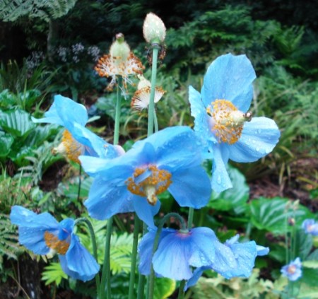 You can never have too much blue in the garden - especially if it is meconopsis