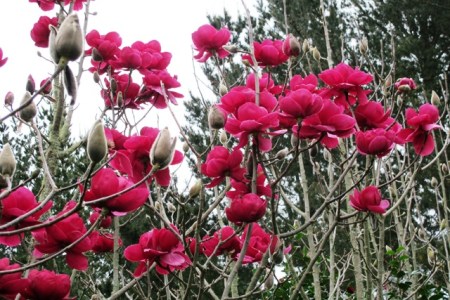 It might as well be Felix, but it's not