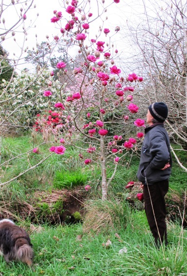 But maybe there is a future in patio magnolias?