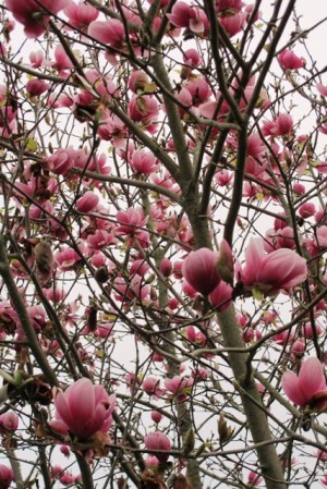 Plenty of generic soulangeanas here