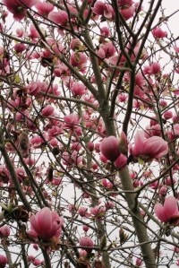 Plenty of generic soulangeanas here