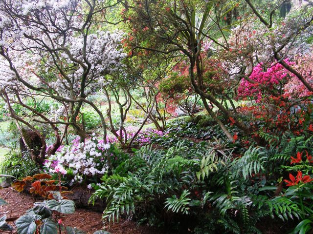 Sculpted kurume azaleas