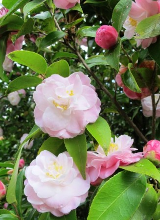 Sweet little Sweet Jane