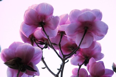 Too much like Iolanthe 