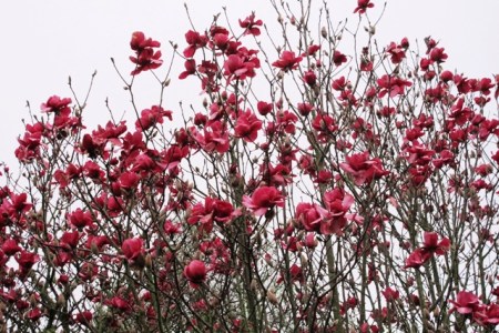 Colour to brighten a gloomy day - Magnolia Vulcan