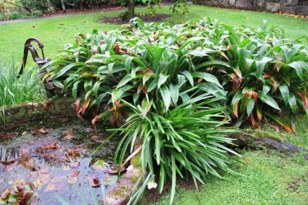 A surfeit of renga renga lilies repeated throughout your garden is highly unlikely to unify it