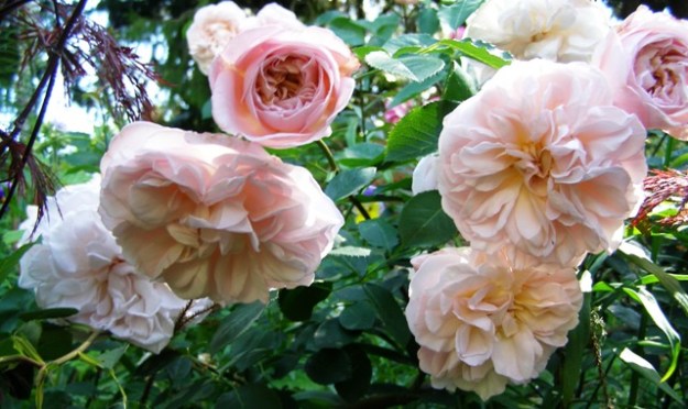 Roses need considerable intervention to stay lush through summer