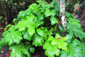 Acanthus mollis or bears' breeches - too close to weed status to be a desirable repeat planting 