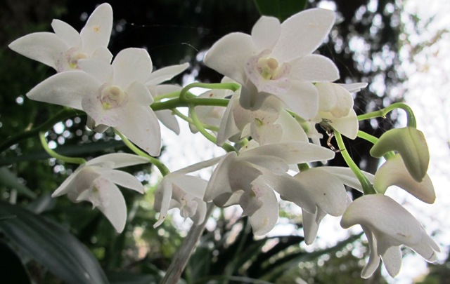 Referred to here as the Aussie dendrobes - dendrobiums