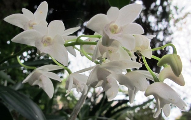 Referred to here as the Aussie dendrobes - dendrobiums